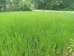 Tips Hindari Anjlok, Ancaman Hama Padi saat Musim Hujan