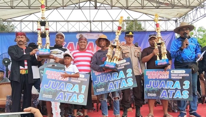 Dua Putri Kedaton Jadi Juara Satu Karapan Sapi Tingkat kabupaten Pamekasan 2025