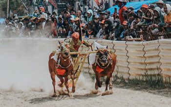 Sapi H Rosi Pamekasan Borong Dua Juara di Karapan Sapi Piala Presiden 2025