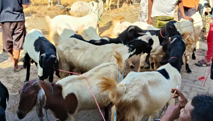 Berbagi Berkah Idul Adha, Pemkab Pamekasan Distribusikan Puluhan Hewan Kurban